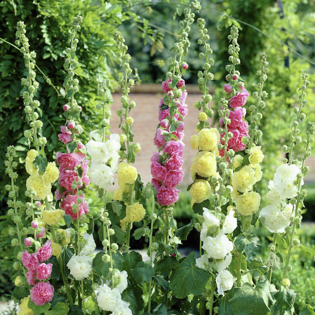 Stokroser - Guide til dyrkning og pasning af stokroser